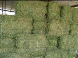 Ofrecidos Sin datos  ofrecido